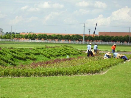 工廠綠化養(yǎng)護(hù)